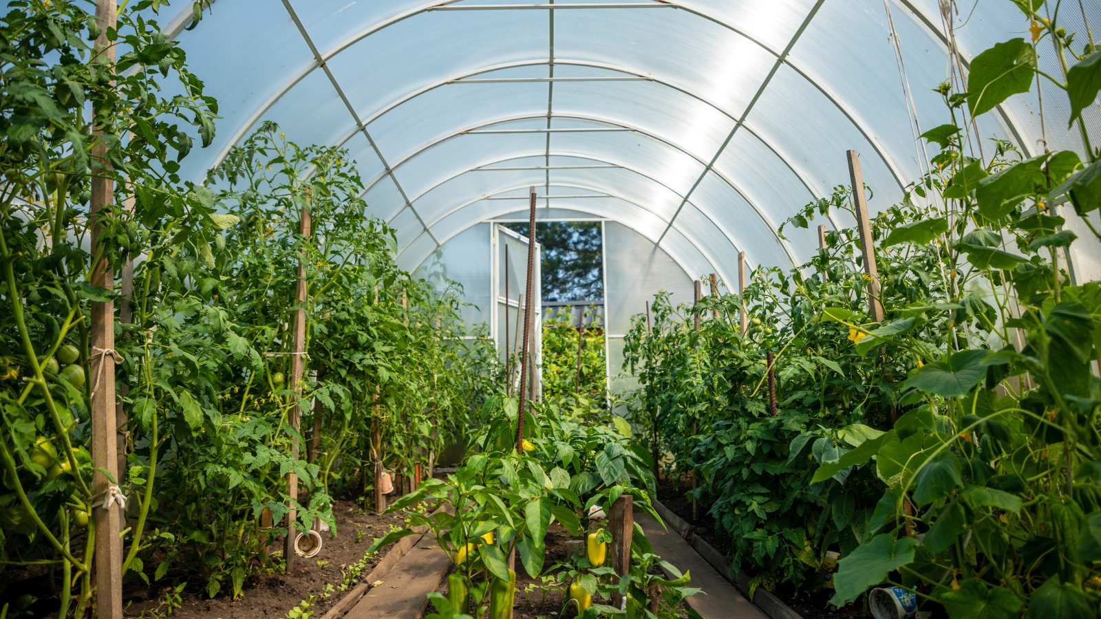 Fóliovníky – jak vybrat ten správný pro bohatou úrodu a delší zahradní sezónu?